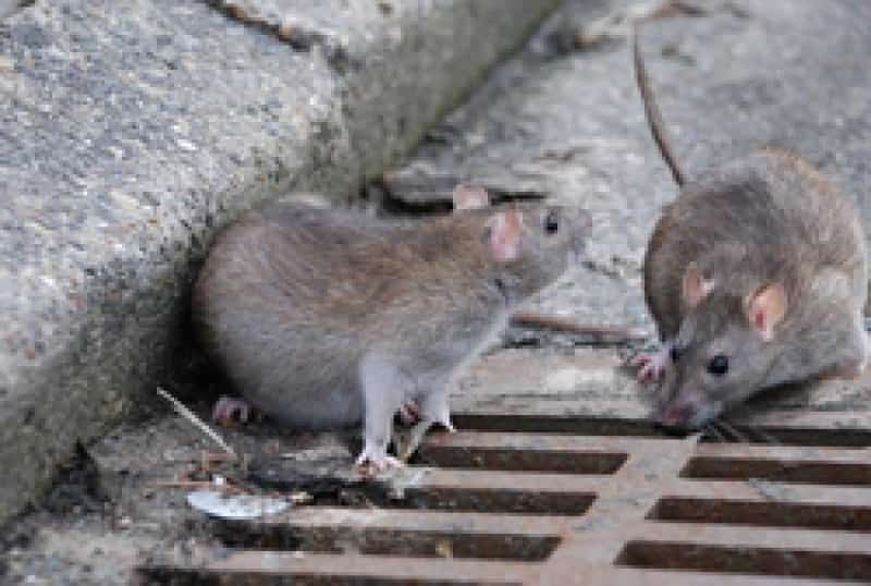 Крысы терроризируют екатеринбургских романтиков
