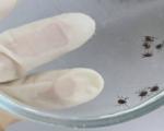 Клещи продолжают атаки на свердловчан: покусанных почти 4 тысячи