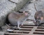 Крысы терроризируют екатеринбургских романтиков